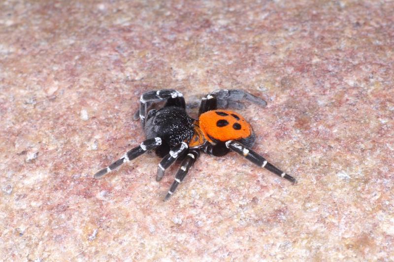 Eresus_sandaliatus_D3044_Z_91_NP De Hoge Veluwe_Nederland.jpg